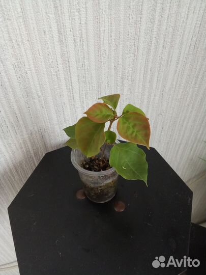 Кроссандра