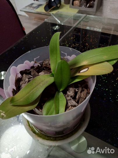 Орхидея фаленопсис