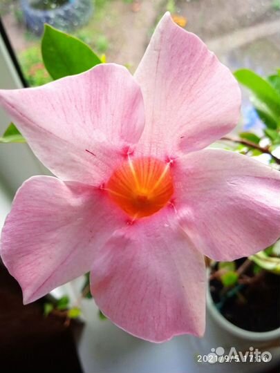 Дипладении