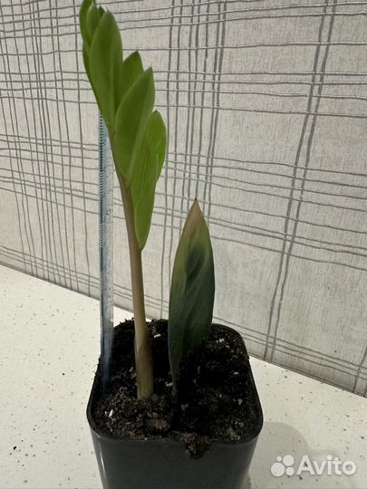 Замиокулькас