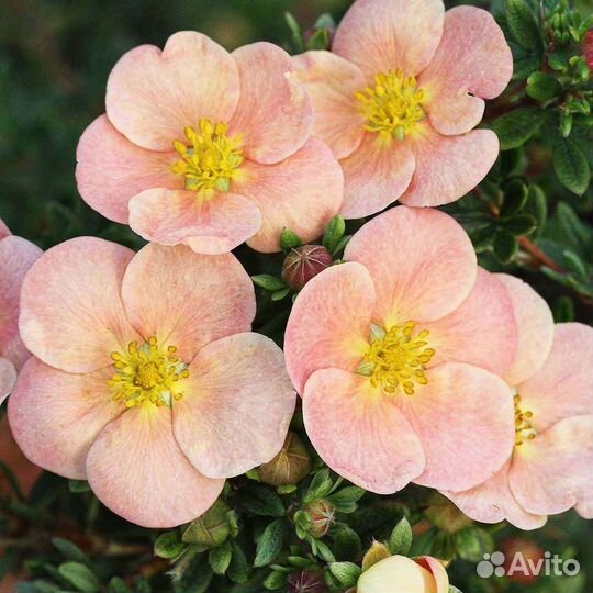 Лапчатка кустарниковая