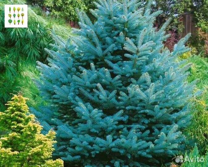 Крупномеры голубой ели