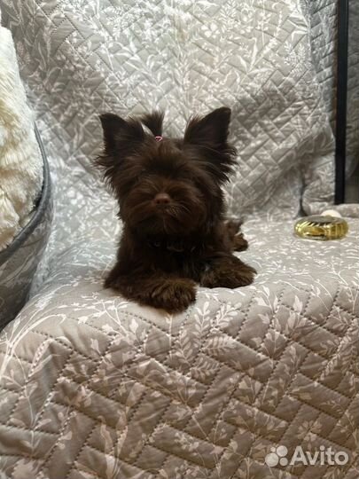 Йоркширский терьер девочка щенок