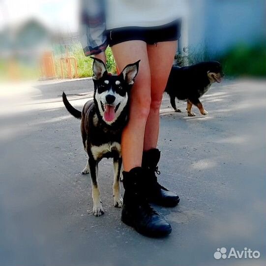 Собака в добрые руки