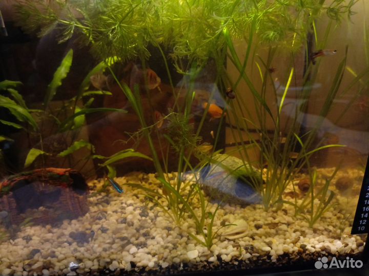 Аквариумные рыбки