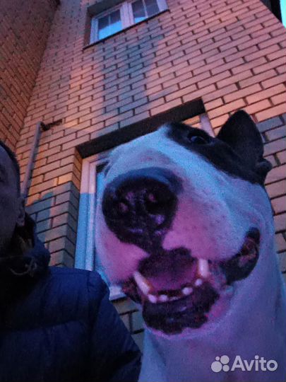 Стандартный бультерьер