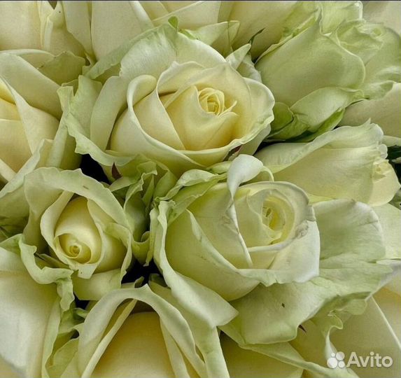 25 белых роз 50 см Доставка Саратов Энгельс