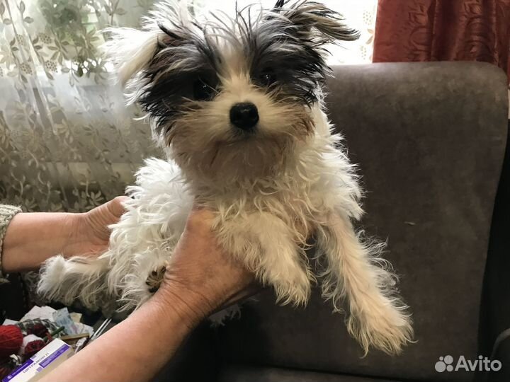 Продаётся щенок бивер