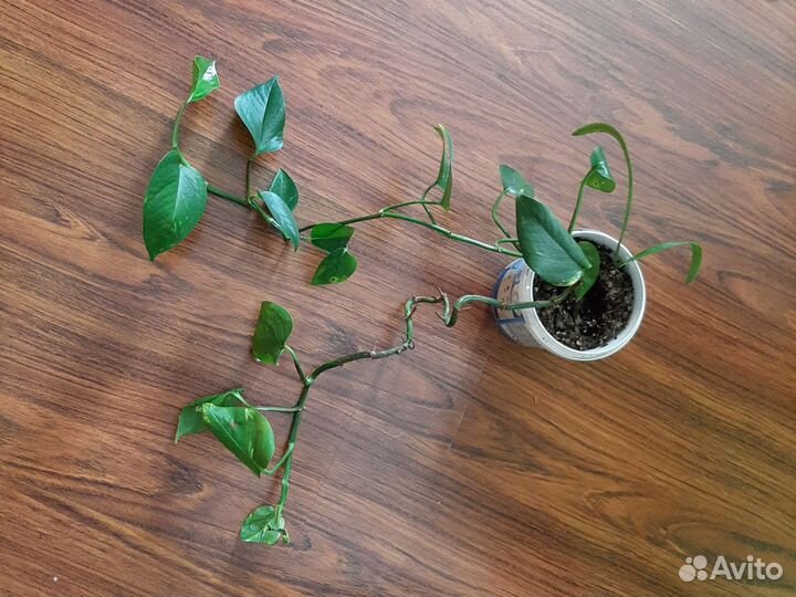 Сциндапсус