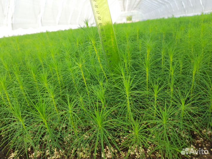 Сеянцы Сосны обыкновенной с зкс (2 лср)