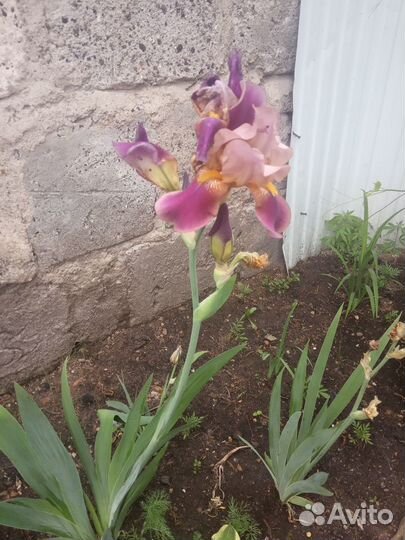 Многолетние цветы