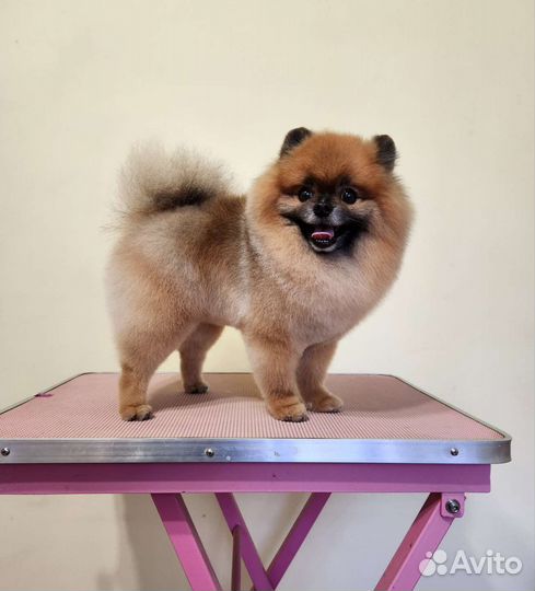 Шпиц груминг