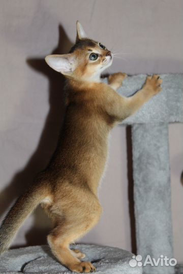 Абиссинские котята с документами