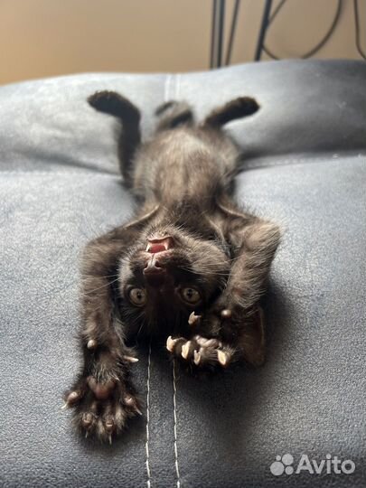 Черный котенок мальчик