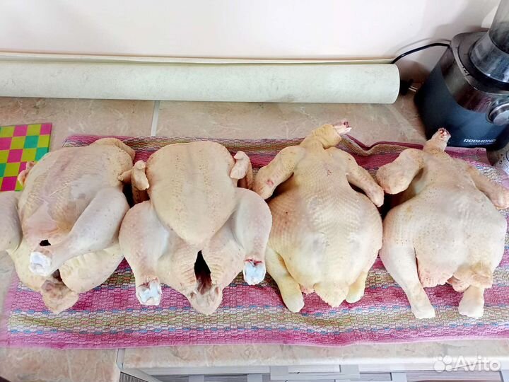 Цыплята суточные