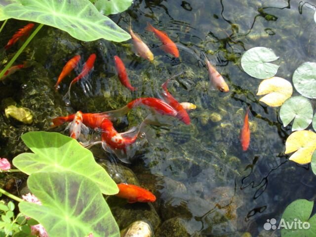 Нимфеи сортовые,кувшинки,водоплавающие лилии.Пруд