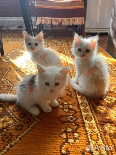Котята 2 месяца
