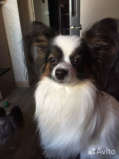 Вязка папийон (папильон)