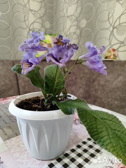 Цветущий стрептокарпус