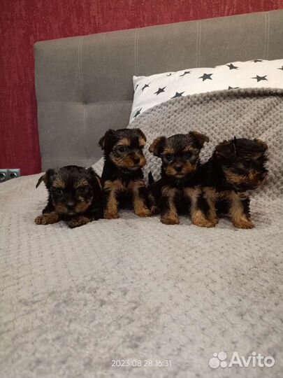 Йоркширский терьер