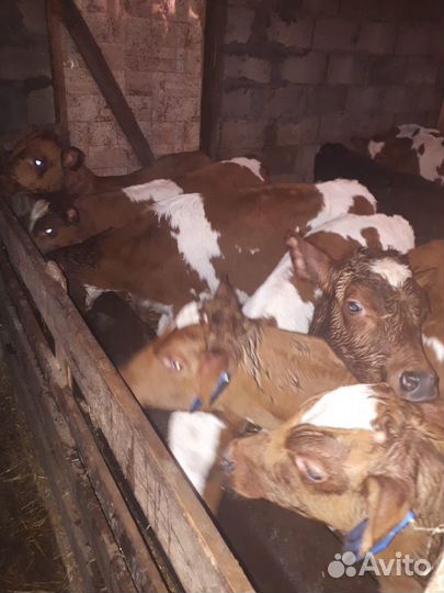 Бычки и телята