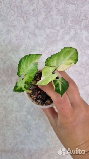 Сингониумы сортовые