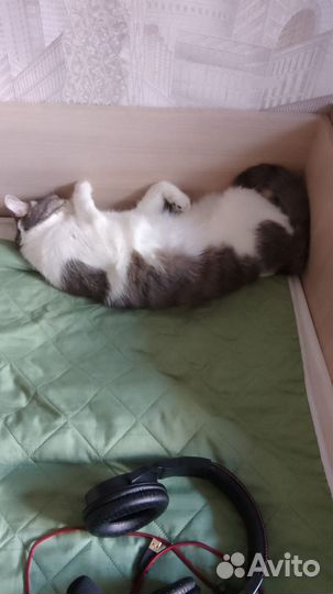 Кот в добрые руки