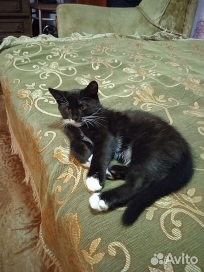 Кошка в дар