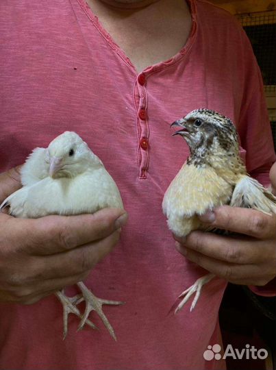 Яйцо инкубационное и перепела