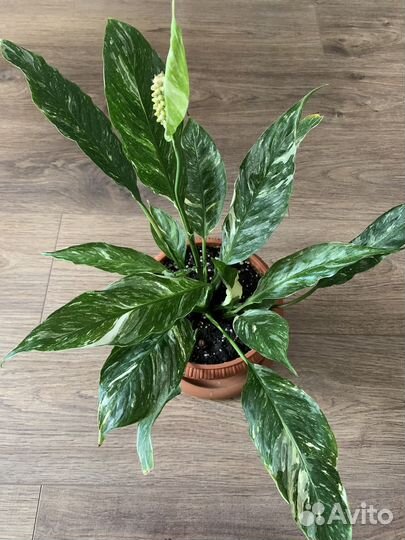 Спатифиллум Пикассо и Джемини