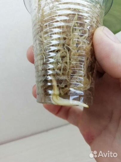 Сциндапсус Moonlight