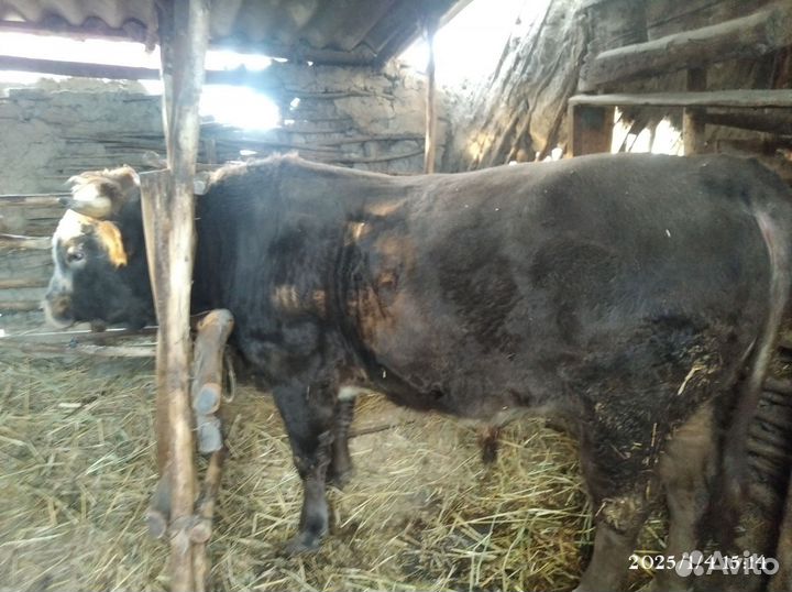 Продаётся скот