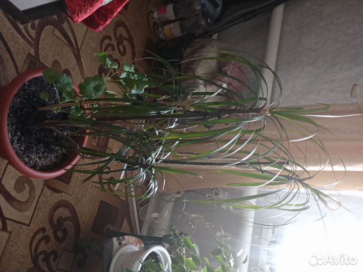 Комнатные цветы