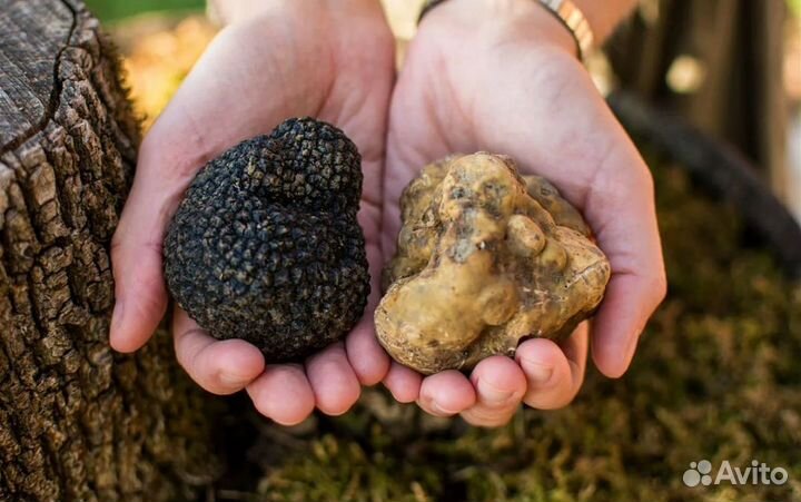 Трюфель чёрный и белый