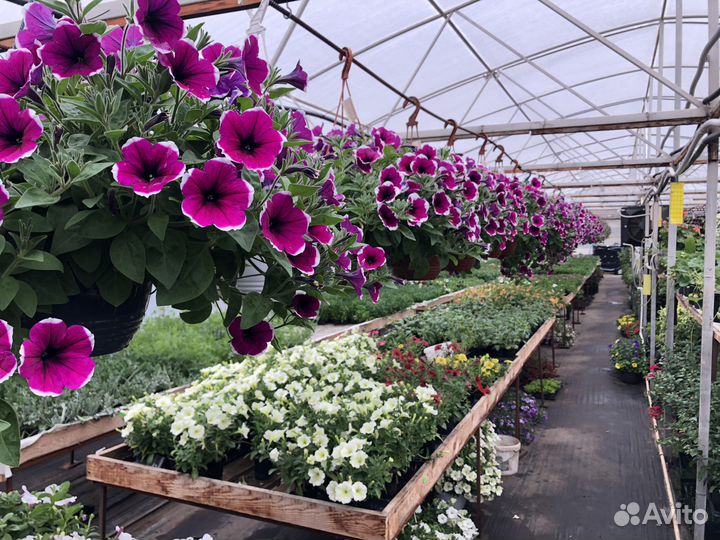 Питмоник растений