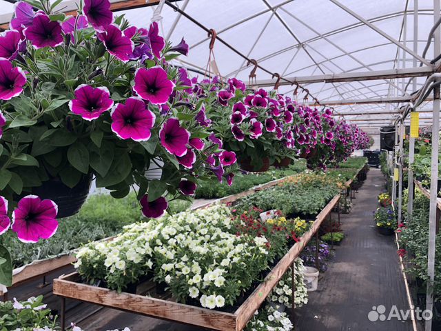 Питмоник растений