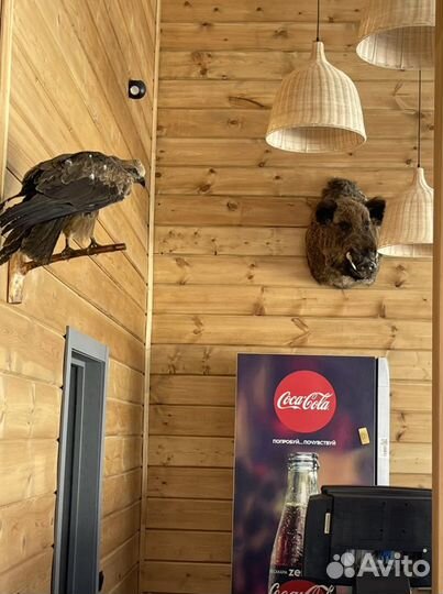 Чучело Кабана