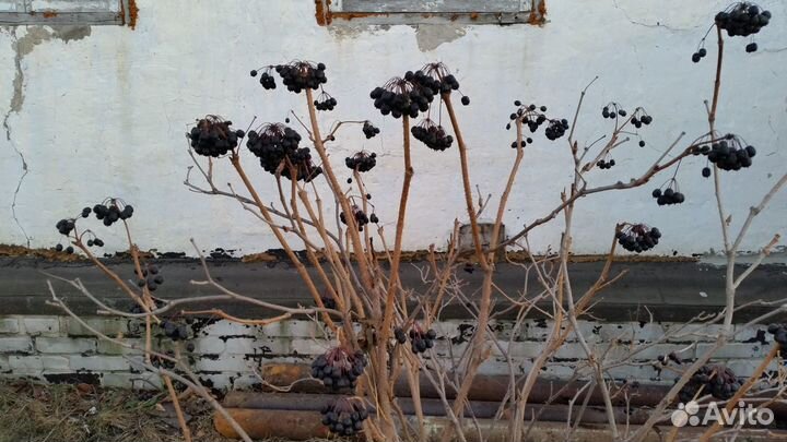 Саженцы элеутерококка