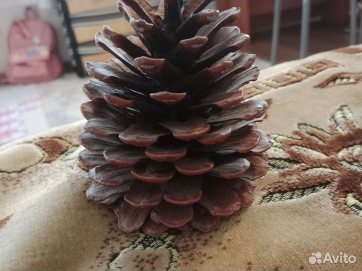 Большая шишка для поделок