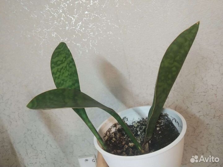 Сансевиерия массониана, яваника