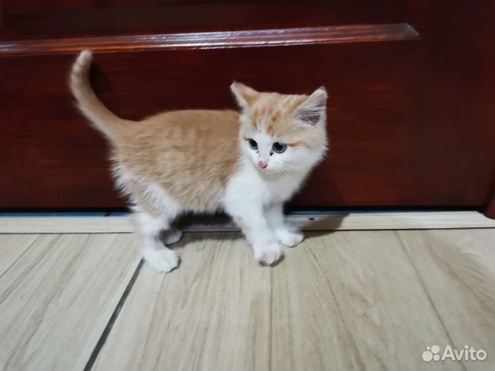 Котята отдам даром