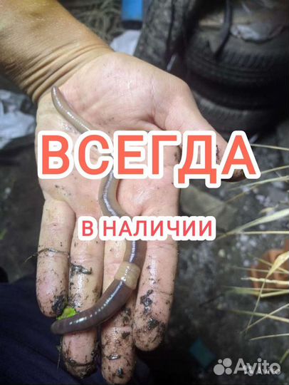 Выползки для рыбалки