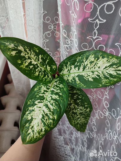 Диффенбахия и не только