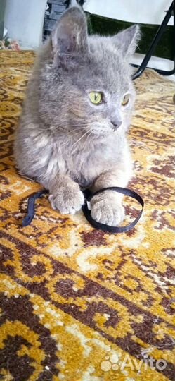 Кошечка 5 месяцев мама манчкин расти не будет