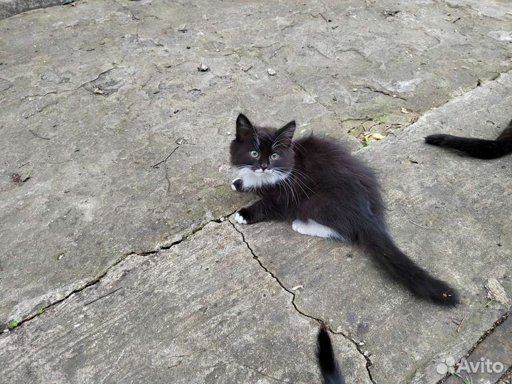 Котята отдам бесплатно