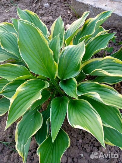 Садовые цветы многолетники