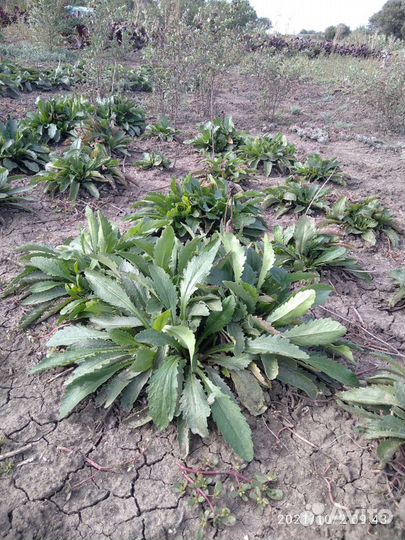 Цветы Кустарники