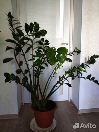 Замиокулькас