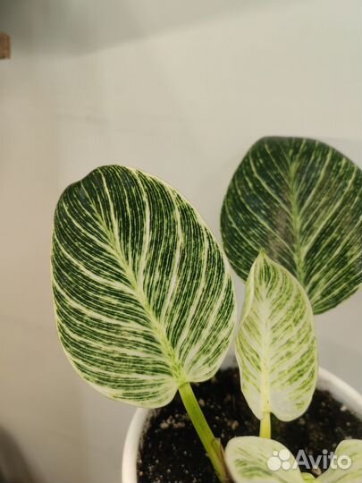Филодендрон биркин