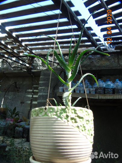 Алоэ: Столетник, Вера